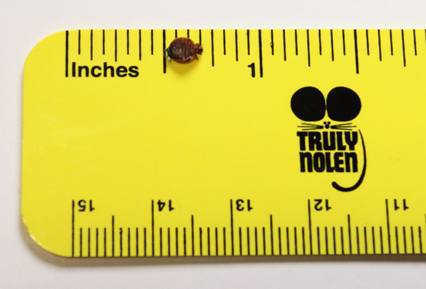 Actual size of a Bed Bug