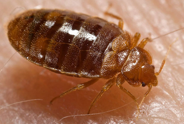 Closeup of a Bed Bug