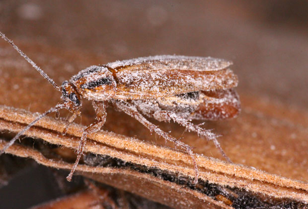 Female German Roach with Egg Capsule