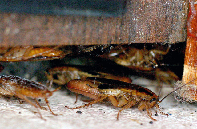 Group Of Roaches