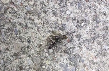 Ant Carrying Dead Ants