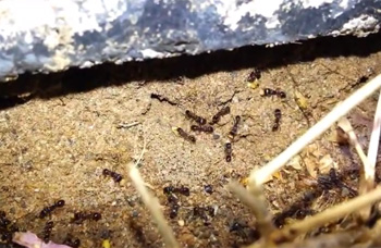 Ants Carrying Bait