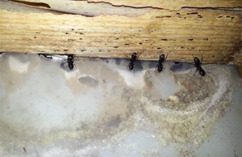 Where do Carpenter Ants Hide?