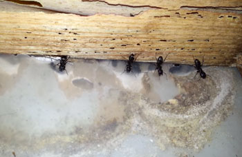 Where Do Carpenter Ants Hide?