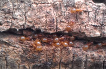 Citronella Ants in Canada