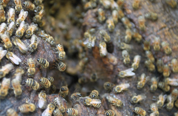 Truly Nolen Tips: Bees