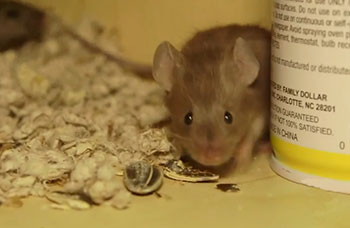 Pest Guide: House Mouse
