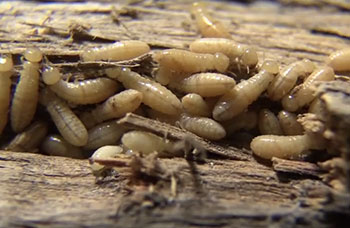 Pest Guide: Drywood Termites