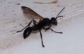 Grass Carrying Wasp
