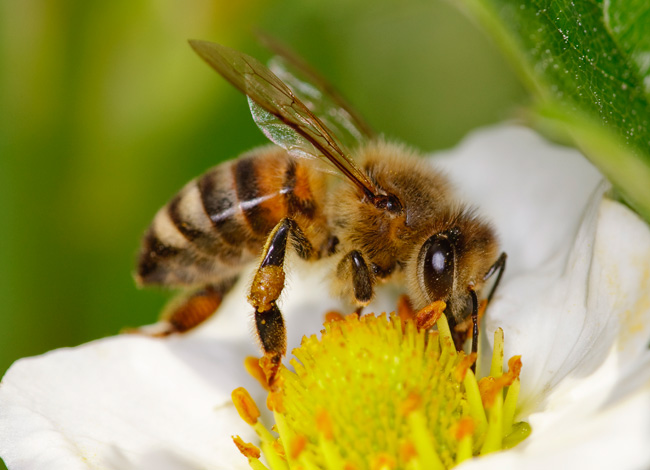 Bee vs. Wasp: Know the Difference Between Common Bees and Wasps in