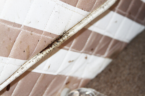 Black smudges in seams of a mattress indicate bed bug infestation.