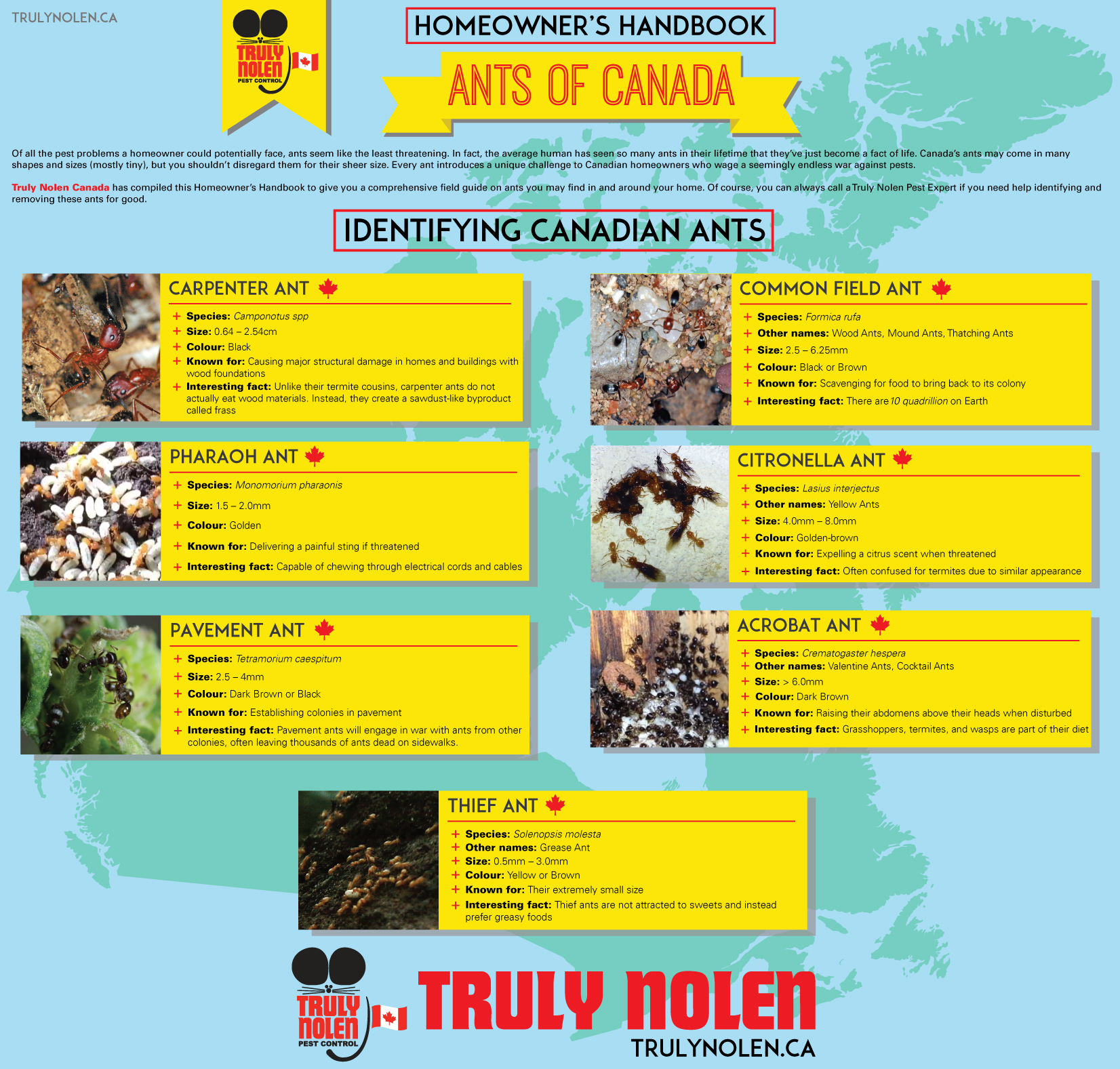 ants-of-canada-infographic-updated 051414