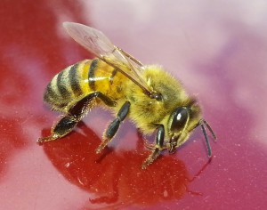 Honey Bee - Truly Nolen Canada