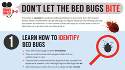 bed-bugs-canada-thumbnail