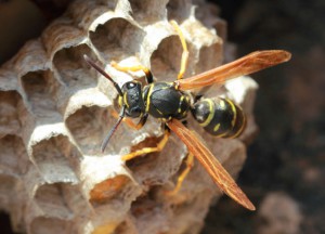 Paper Wasp