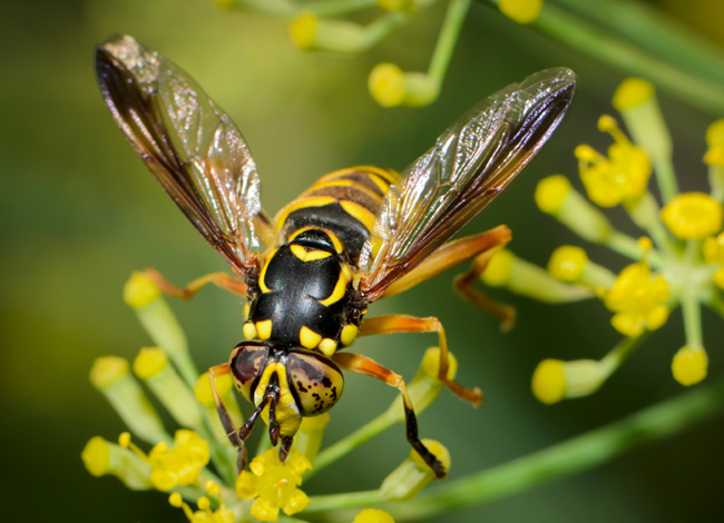 Heptyl Butyrate 2oz - Bulk Yellow Jacket Wasp