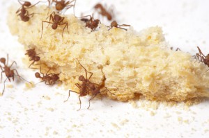 Ants attacking bread crumbs