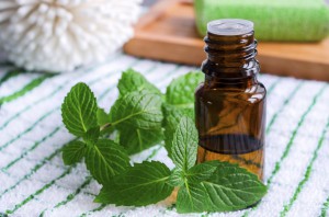 Essential mint oil