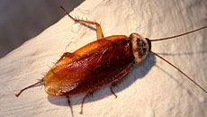 roach