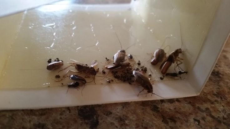 German Cockroaches 