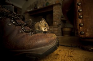 House Mouse