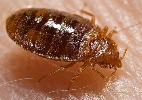 Why Bedbugs Love Dirty Laundry