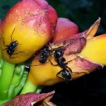 Ants  on a honeysuckle