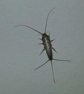 silverfish 