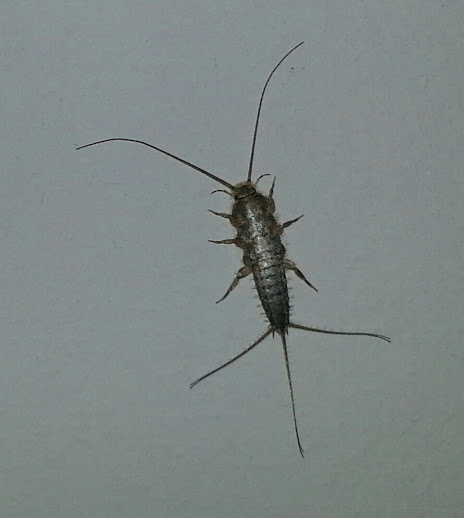 Controlling Silverfish in Merrickville Homes