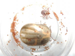Male tick, engorged female tick, and eggs,