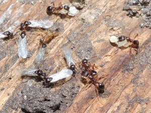 Do Carpenter Ants Eat Wood 