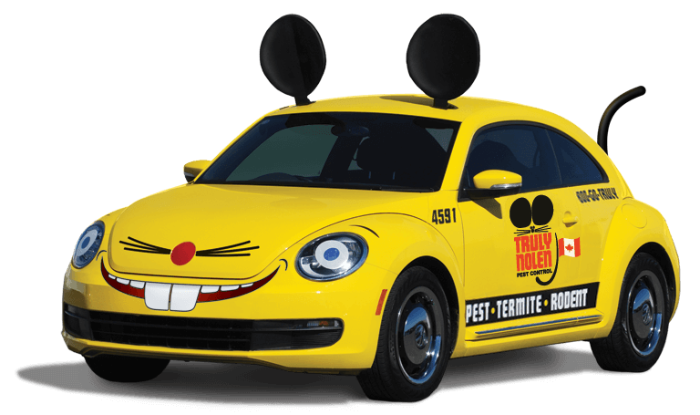 Mouse Car