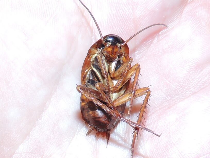 What food attracts cockroaches Truly Nolen Canada