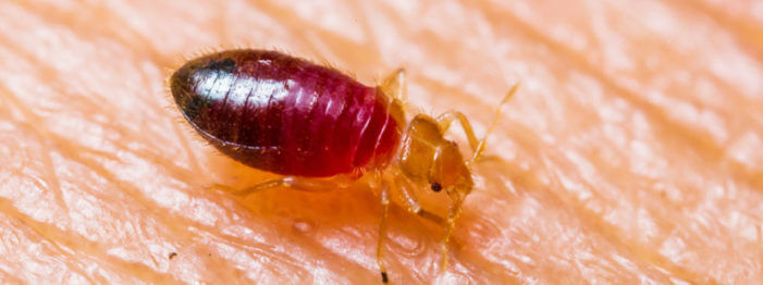 bed-bug-control-banner