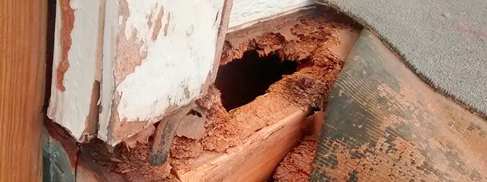 Carpenter ant clearance infestation