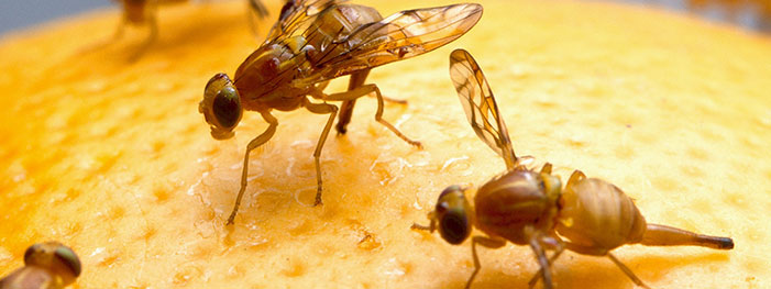 The Easiest & Best Way to Get Rid of Fruit Flies