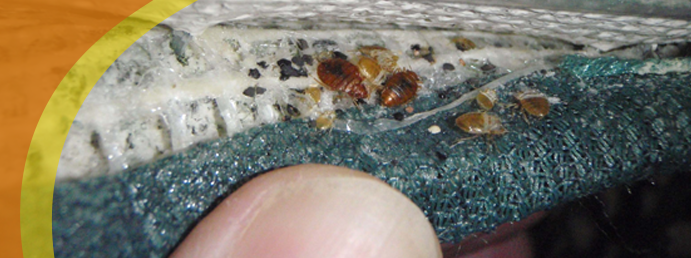 Dead Bed Bugs On Mattress