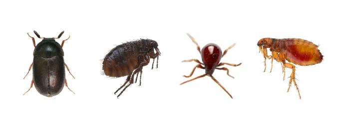 bugs that look like fleas