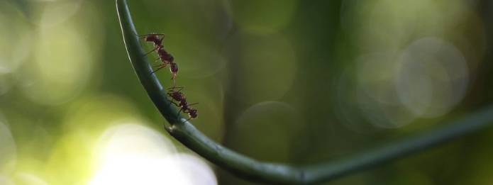 Ants walking on a piece of branch