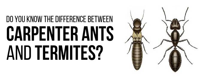 Pest Control: Difference between Carpenter Ants and Termites