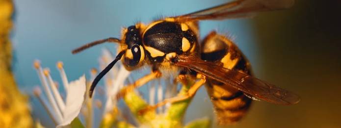 Wasps can be seen in the outdoors during summer. Even though they are generally identified as pests, they also play a key role in our eco-system.