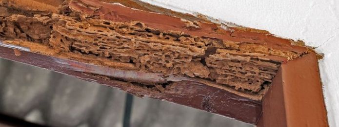 Wooden door frame damaged by termites