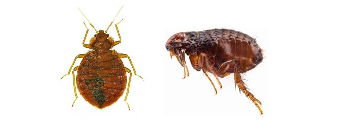 Image of Bed Bugs and Fleas