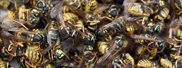 Are Swarms of Wasps Dangerous