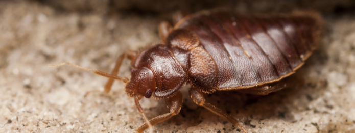 Bed Bugs Getting Stuck in Their Tracks