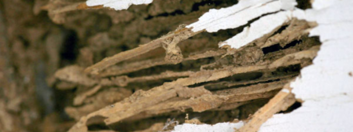 signs of carpenter ant damage