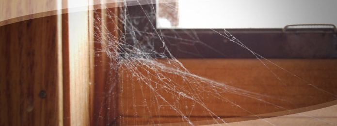 Are You Seeing More Spiders in Your House This Fall