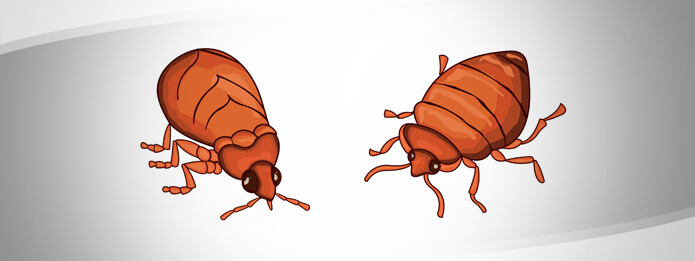 Can Bed Bugs Talk To Each Other Truly Nolen Canada