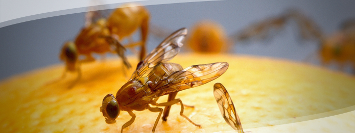 Can Fruit Flies Make You Sick