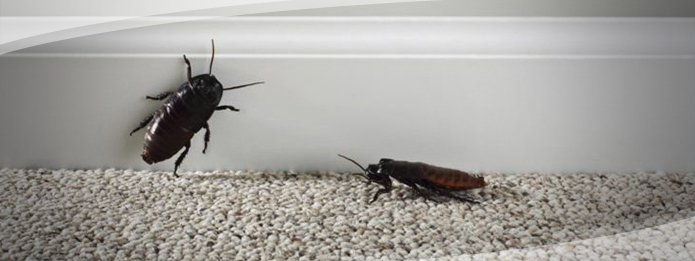 Cockroaches Inside a Home